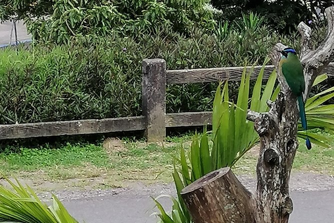 Nightwalk Monteverde by Pablos Natural Tour - Reviews and Ratings