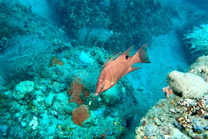 No Experience Required to Discover Scuba in Florida - Pricing Information