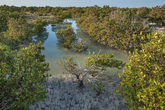 North of Qatar | Al Khor |The Purple Island | Al Zubara Fort | Mangrove Forest - Experience the Mangrove Forest