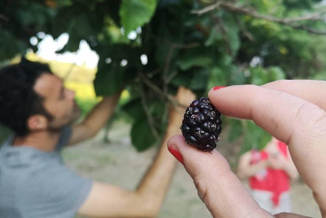 Noto Organic Farm Tour and Lunch or Dinner  - Sicily - Cancellation and Booking Details