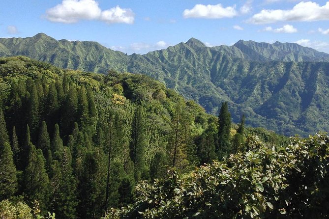 Oahu Volcanic Rainforest Hiking Adventure - Traveler Feedback and Ratings