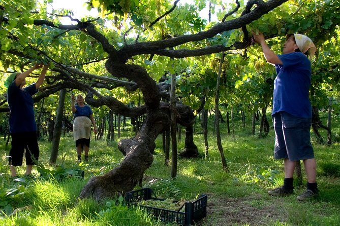 Official Ape Car & Wine Tasting - Amalfi Coast - Private Transportation Included
