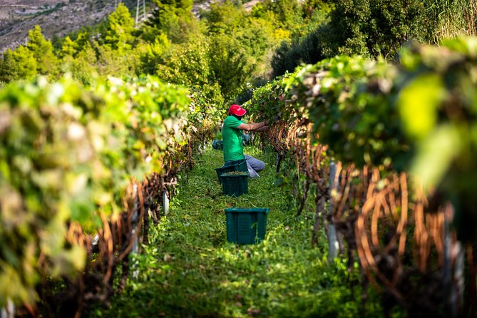 Olive Farm & Village - Pickup and Start Time