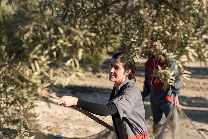 Olive Oil Private Tour in Portugal - Booking and Cancellation