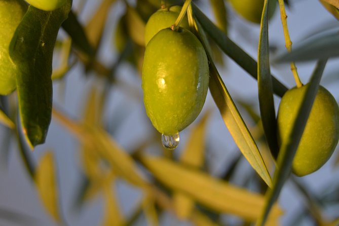 Olympia Shore Excursion: Ancient Olympia Plus Honey Farm & Olive Oil Tasting - Transportation and Accessibility