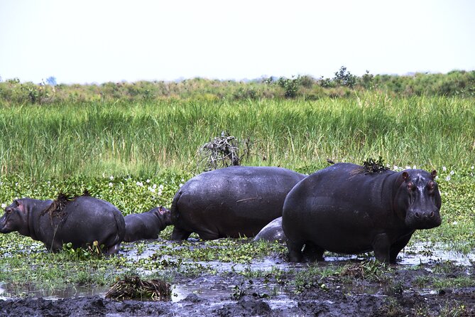 One-Day Akagera National Park Game Drive With a Choice 4x4 - Wildlife Spotting Opportunities