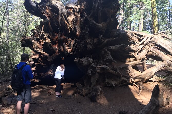 One Day In Yosemite Private Tour:Yosemite Valley, Glacier Point & Giant Sequoias - Accessibility and Requirements