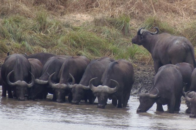 One Day Wildlife Safari in Mikumi National Park - Whats Included in the Tour