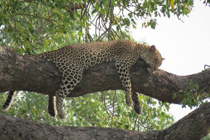 Open Vehical Safari in Kruger National Park Half Day - Customer Reviews and Ratings