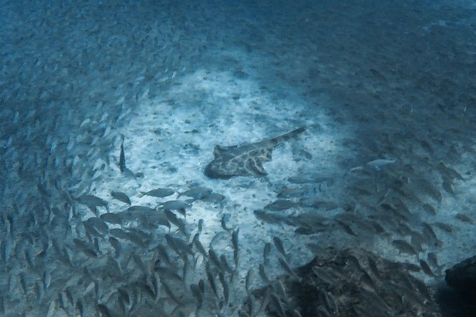 Open Water Diver Scuba Diving Course in Puerto De Mogan - Worldwide Certification Validity