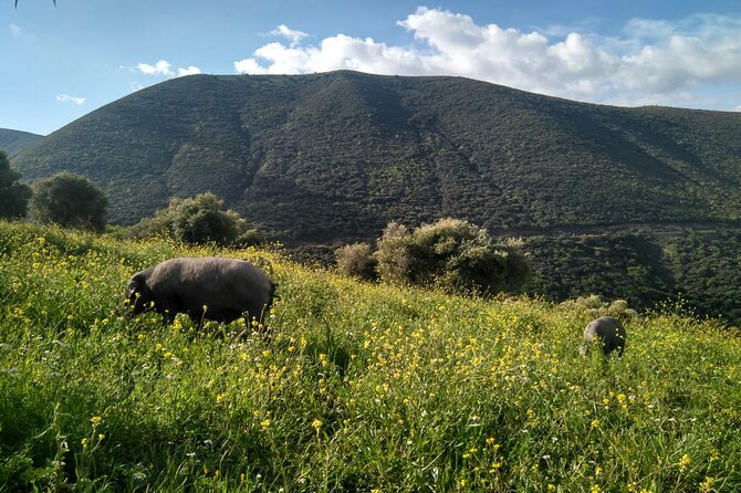 Organic Iberian Ham, Farm Visit and Premium Tasting! - Customer Reviews and Ratings