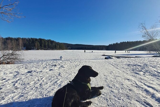 Oslo: Scenic Hike and Norwegian Waffles With Local Guide & Dog - Cancellation and Refund Policy