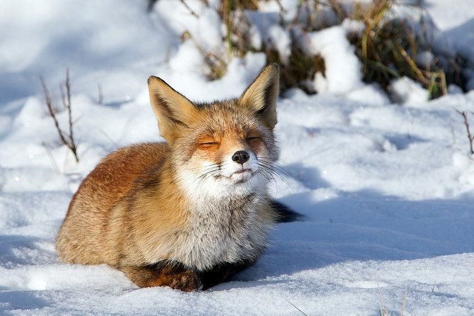 Ounasvaara and Ranua Zoo - Pickup and Drop-off Service