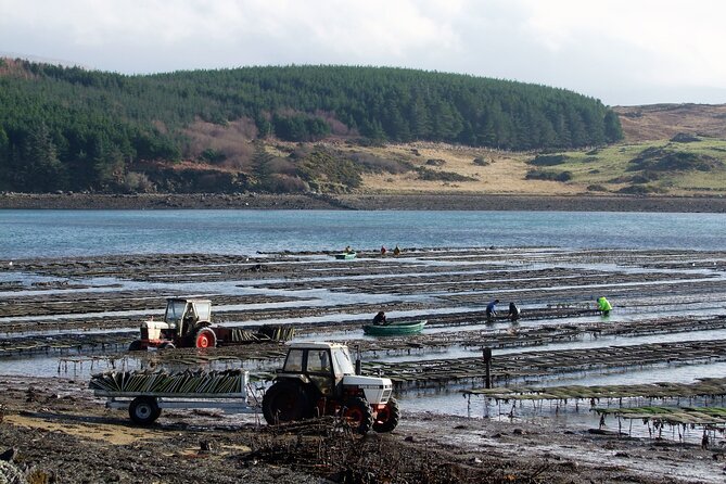 Oyster Farm and Tasting Experience - Scenic Surroundings