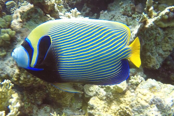 PADI Advanced Diving Course in Hurghada - Learn Scuba Diving - Participant Requirements