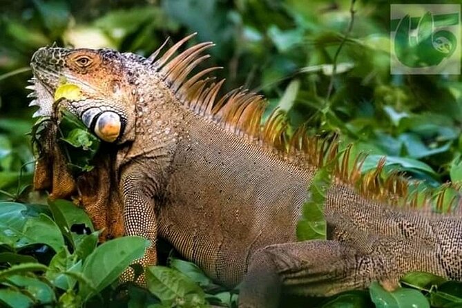 PALO VERDE NATIONAL PARK ( Boat Safari, 1/2 Day ) - Pricing and Reviews