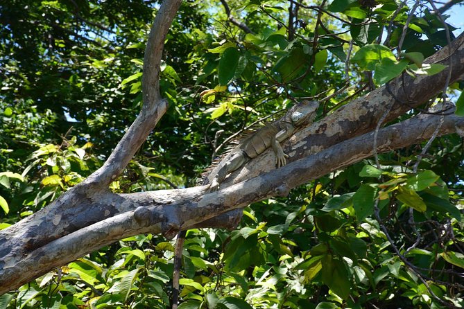 Palo Verde Wildlife Tour From Playa Hermosa-Coco Beach - Ecosystem Insights