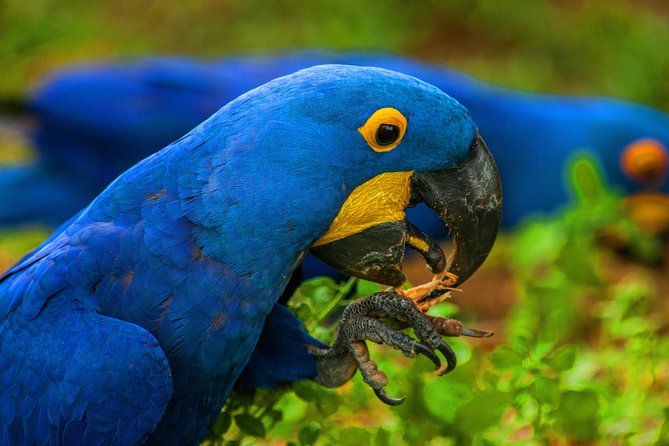 Pantanal & Bonito - Private Multi Day Tour - Travel Considerations