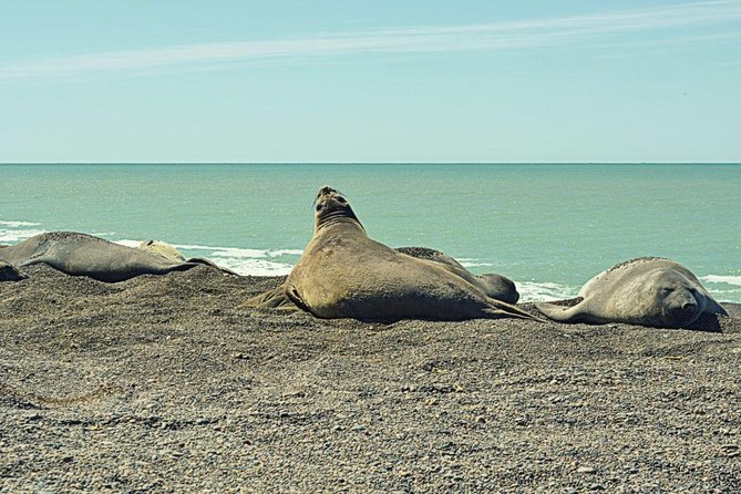 Patagonia Ranch and El Pedral Penguin Colony Tour From Puerto Madryn - Customer Experiences