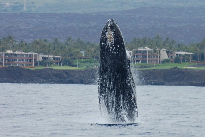 Pau Hana Sunset Cruise With the Whales - Meeting Points and Logistics