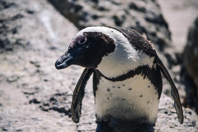 Peninsula Roadtrip: Boulders Beach & Cape Point - Food and Beverage Inclusions