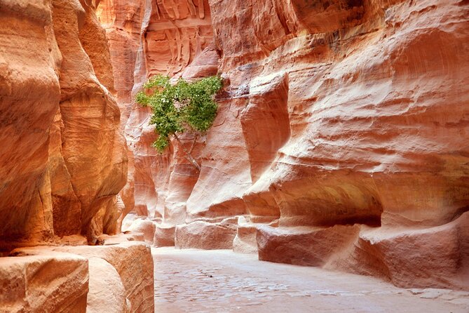 Petra Temple and Jordan Full Day Tour From Sharm El Sheikh - Reviews and Ratings