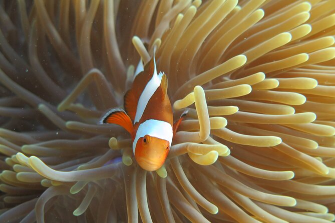 Phi Phi & Bamboo Island Full Day Tour by Premium Speed-Catamaran - Health and Safety Considerations
