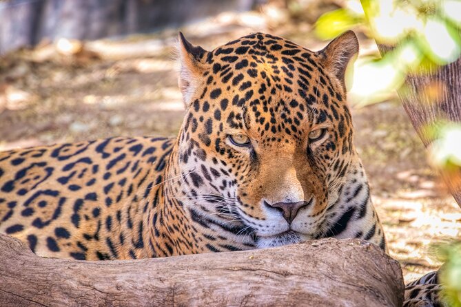 Phoenix Zoo Admission Ticket - Visitor Feedback and Ratings