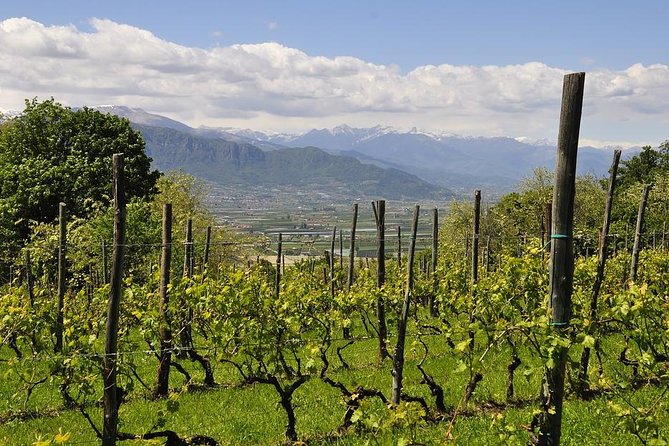 Piemonte Vineyards by Yourself From Turin by Luxury Van With English Chauffeur - Booking Confirmation