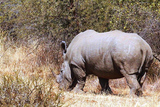 Pilanesberg National Park Full Day Safari From Johannesburg - Accessibility and Dietary Options