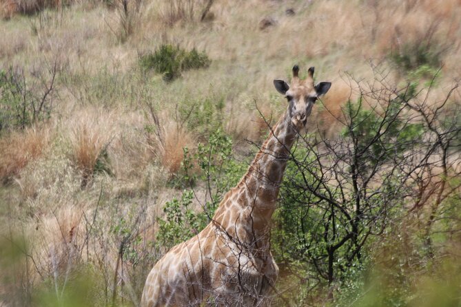 Pilanesberg Nature Reserve - Booking Flexibility