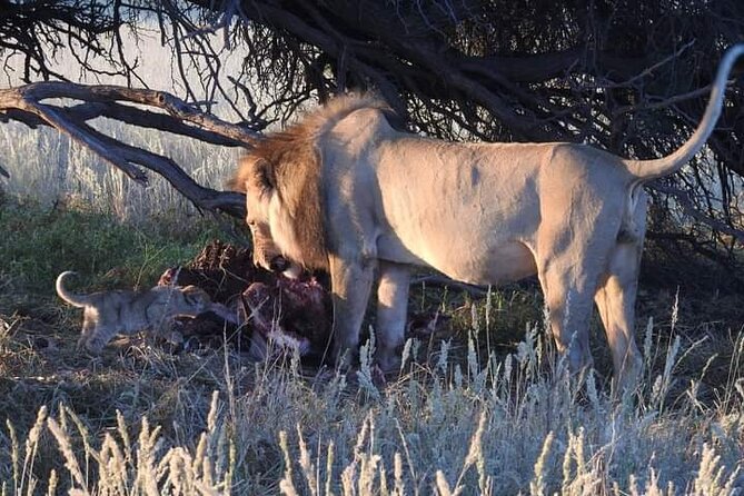 Pilanesberg Safari Open Vehicle Game Full Day - Customer Reviews