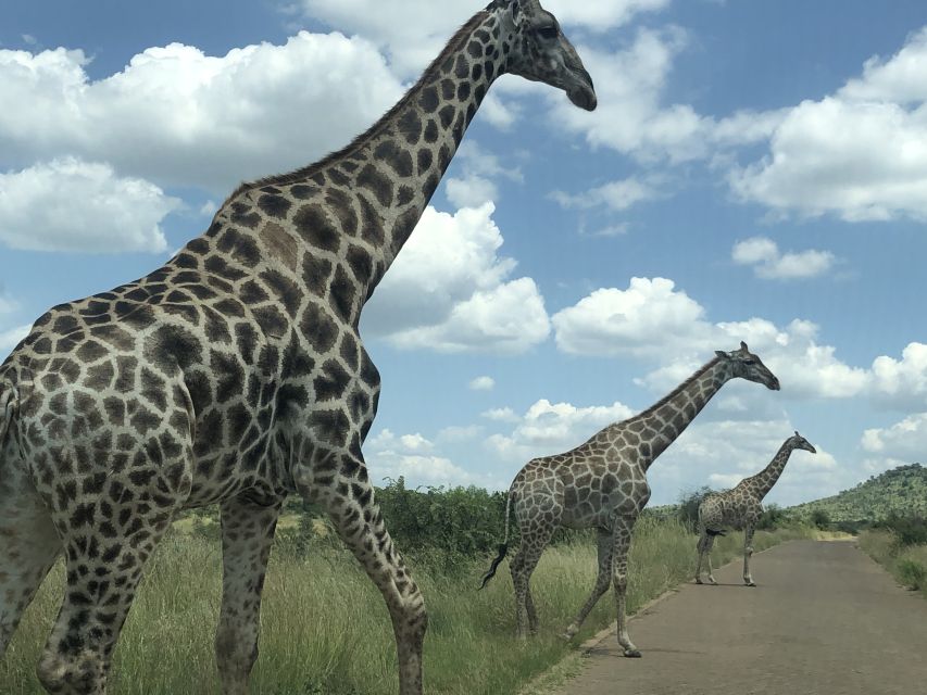 Pilanesberg Wildlife Safari From Johannesburg - The "Big Five" Experience