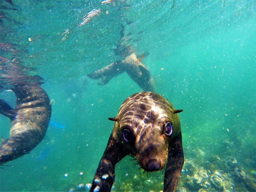 Plettenberg Bay: Seal Colony Viewing Excursion - Customer Reviews and Ratings