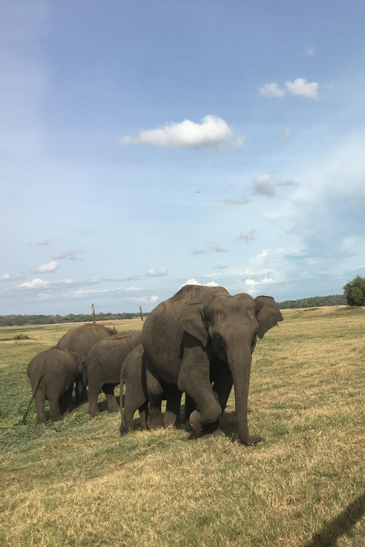 Polonnaruwa Sight Seeing Tour and Minneriya Elephant Safari - Minneriya Elephant Safari