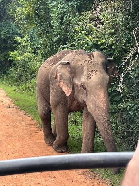 Polonnaruwa Sight Seeing Tour and Minneriya Elephant Safari - Scenic Views