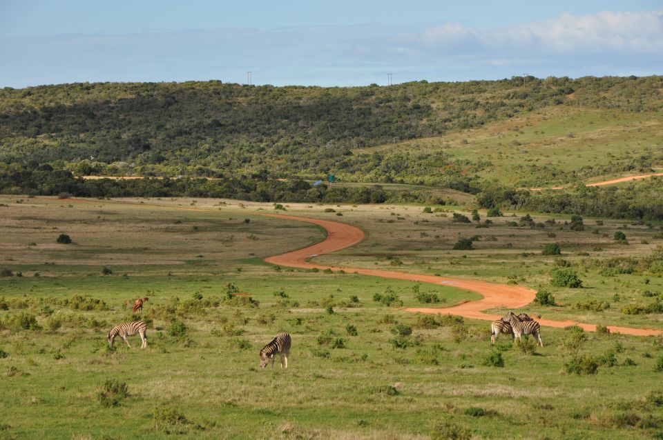 Port Elizabeth: Addo Elephant Park Full-Day Safari - Exploring Addo Elephant National Park