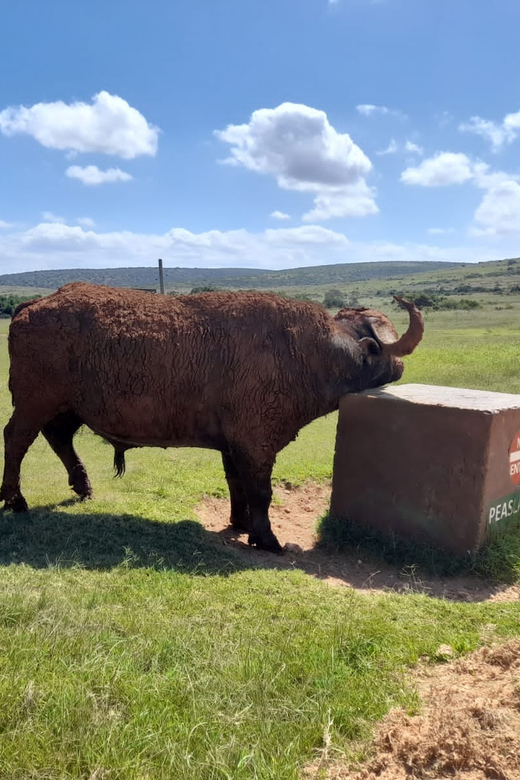 Port Elizabeth: Addo Elephant Park Shore Excursion & Safari - Inclusions and Exclusions