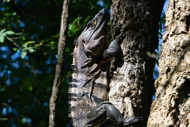 Premium Tour: Rincón De La Vieja Volcano and Waterfall Hiking - What to Expect on the Tour