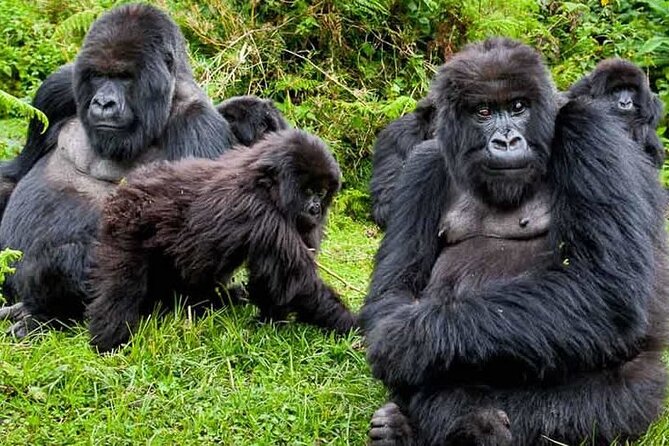 Private 3 Day Gorilla Trekking Safari in Uganda - Pickup and Transportation