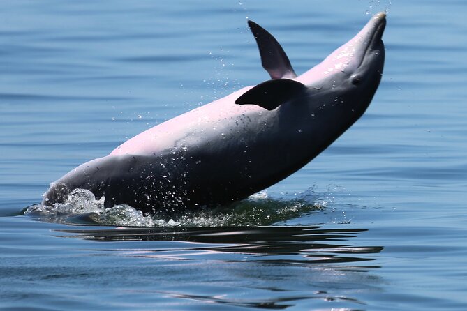 Private 3 Hour Powerboat Dolphin Cruise With Remote Beach Stop up to 6 Guests - Customer Reviews and Experiences