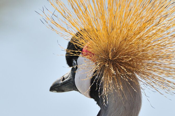 Private 6-Day Great Migration Ndutu Serengeti Safari Tour - Inclusions and Amenities