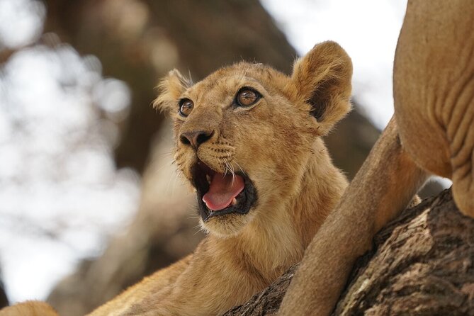 Private 6-Day Tarangire Manyara Crater and Serengeti With Mid-Range Lodges - Comfort and Logistics