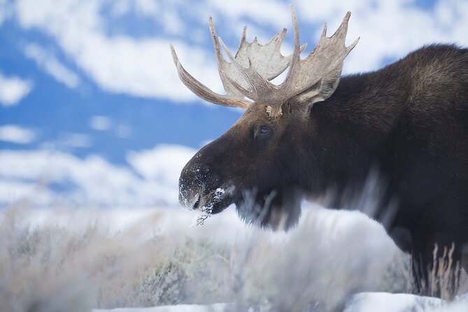 Private All-Day Winter Tour of Grand Teton National Park - Reviews