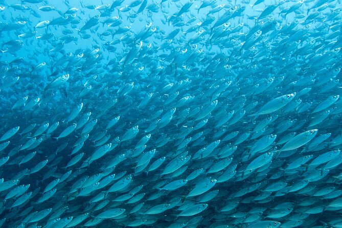 Private Big Island Snorkeling - Pricing and Cancellation Policy