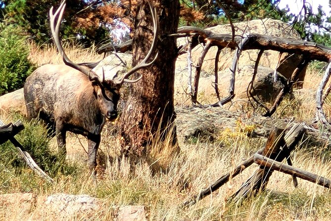 Private Birding Hike in Rocky Mountain National Park - Pickup and Meeting Details