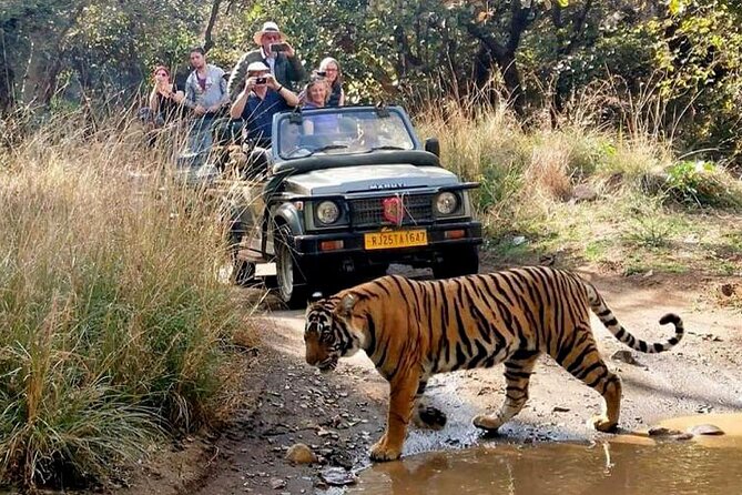 Private Day Trip to Ranthambore Tiger Reserve From Jaipur - Safari Ticket Information