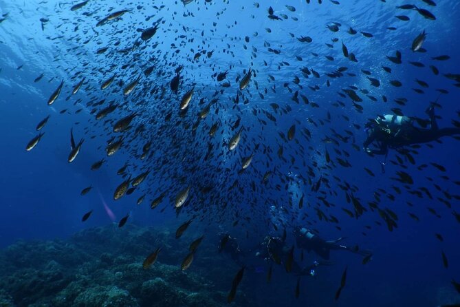 Private Diving Baptism in the Gulf of Calvi - Booking and Reservation Information