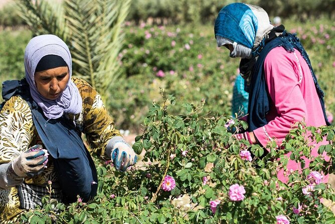 Private Excursion From Ouarzazate to Gorges Dades, Valley of Roses and Skoura - Transportation Details
