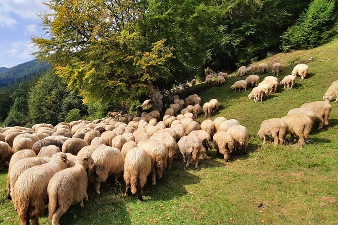 Private Full-Day Hiking Tour in Piatra Craiului National Park - Additional Hiking Options